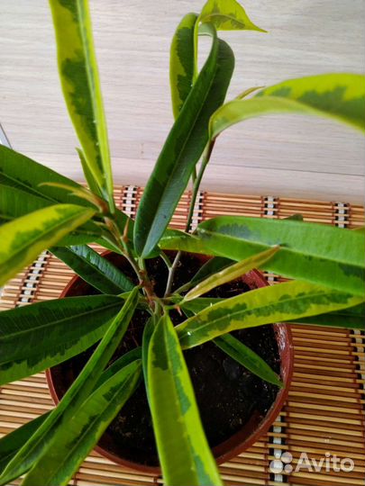 Фикус Биннендийка (Али) Амстел Голд