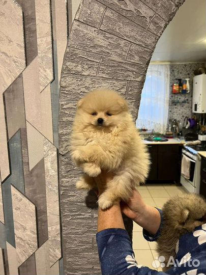 Щенки померанского шпица мишки