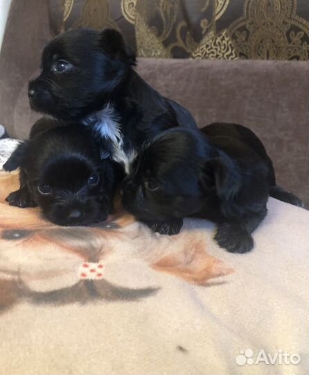 Щенки цветного йоркширского терьера