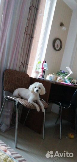 Собака в Смоленске