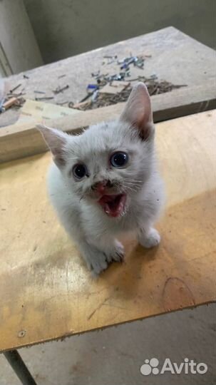 Кошка (отдам в добрые руки)