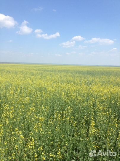 Семена фацелии пижмолистной, синяка обыкновенног