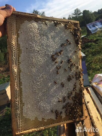 Мёд домашний донник и цветочный, перга