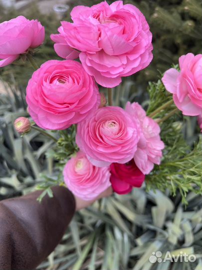 Букет из ранункулюсов