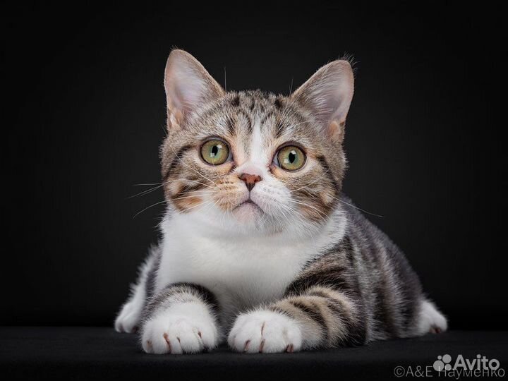 Американская короткошерстная