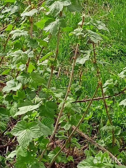 Черная смородина