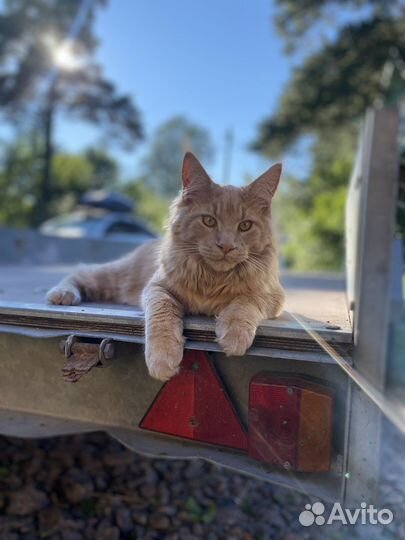 Кот мейн-кун вязка