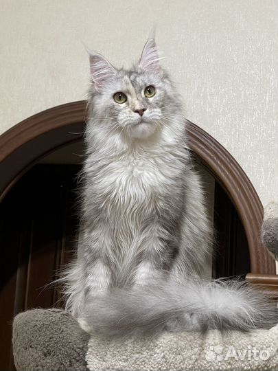 Кошка мейн-кун