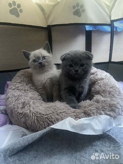 Шатланка Колор пойнт прямоухая