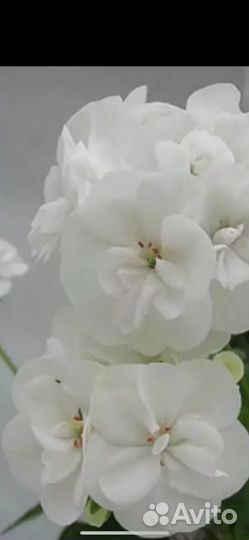 Гвоздика розовая