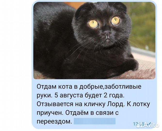 Шотландская вислоухая кошка бесплатно