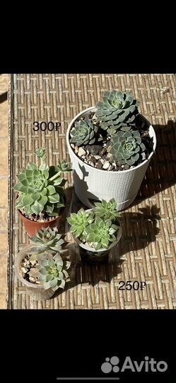 Растюшки от 150