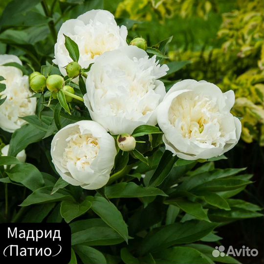 Пион Мадрид