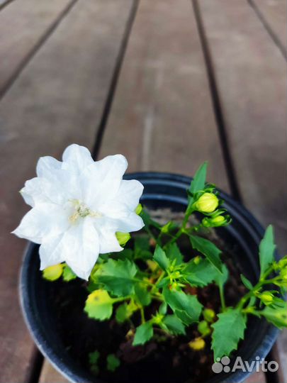 Кампанула махровая, невеста махровая