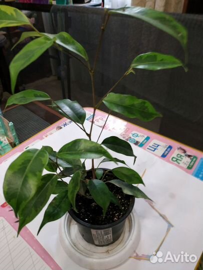 Фикус бенджамина пестролистный 2 видов