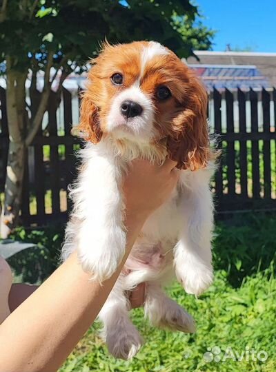 Кавалер Кинг Чарльз Спаниель