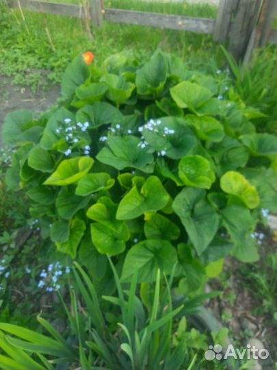 Марьин корень