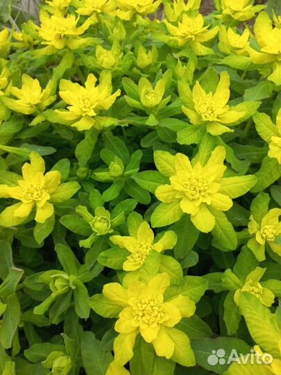 Молочай многоцветный