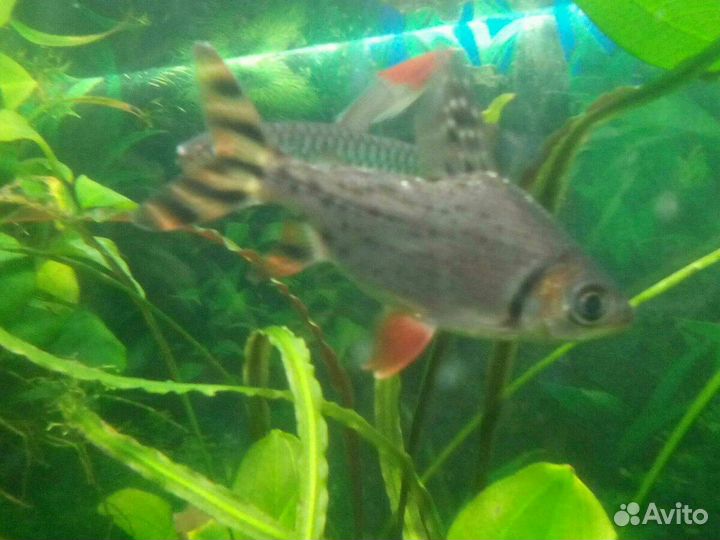 Аквариумные рыбы дистиход хилод эхинодорусы
