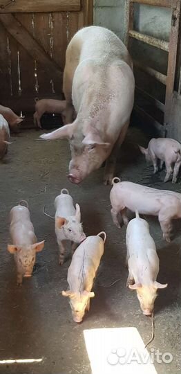 Гибридные поросята