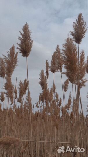 Камыш сухоцвет,пампасная трава,опт и розница