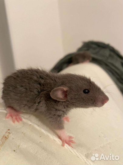 Крысёнок Рекс со всем необходимым