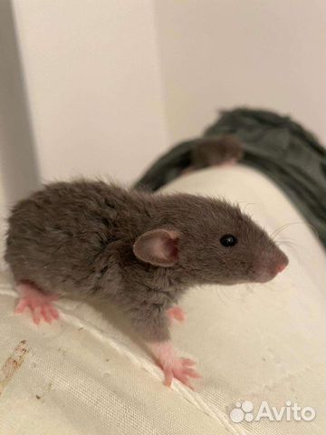 Крысёнок Рекс со всем необходимым