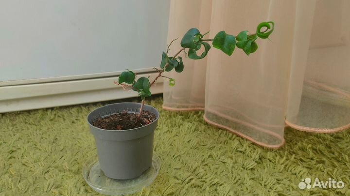 Фикус барокко