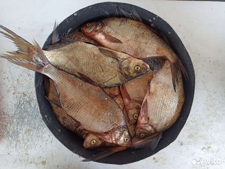 Свежая рыба