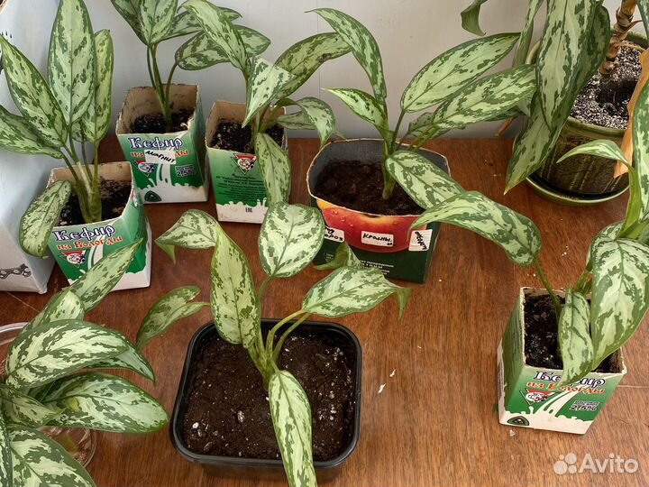 Аглаонема домашнее растение