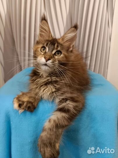 Котята Мейн кун
