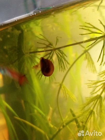 Улитки катушки (аквариумные)