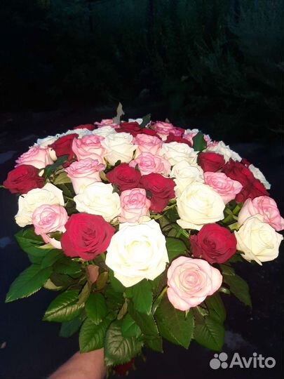 Розы свежие Prestige красивые с доставкой цветы