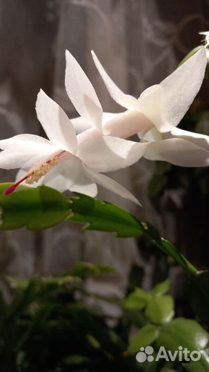 Декабрист белый