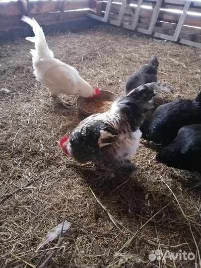 Петух брама