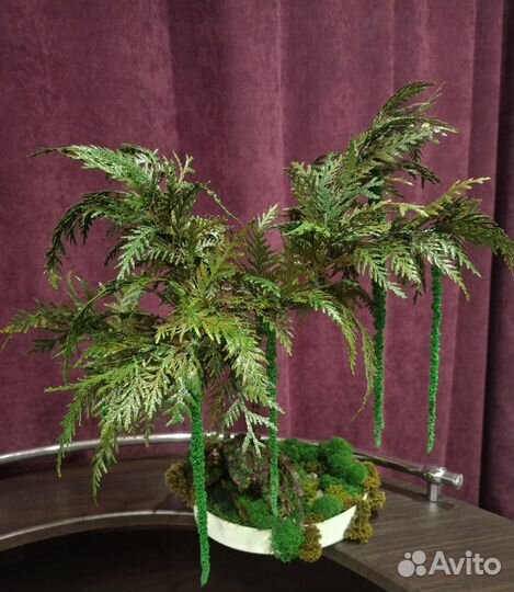 Бонсай. Подарок