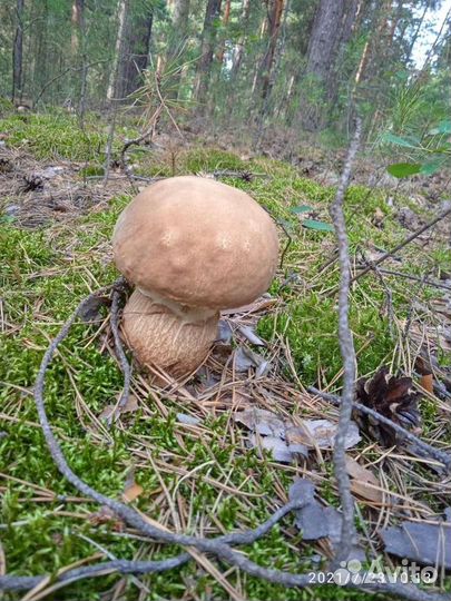 Белый гриб под заказ