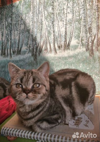 Котенок британский мраморный