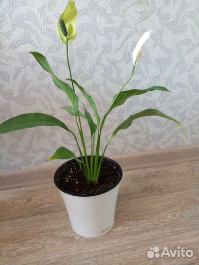 Спатифилиум