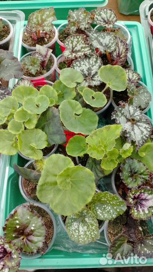 Бегония декоративно лиственная почтой