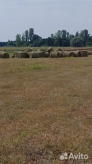 Продам сено в рулонах2023