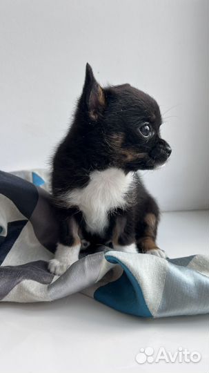 Чихуахуа мальчик