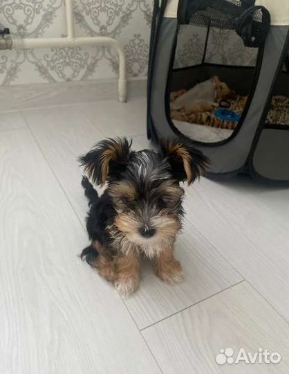 Домик, вольер, манеж