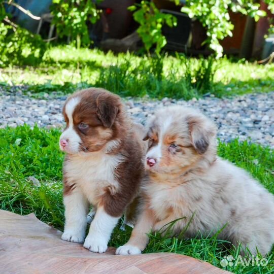 Малыши Аусси с документами
