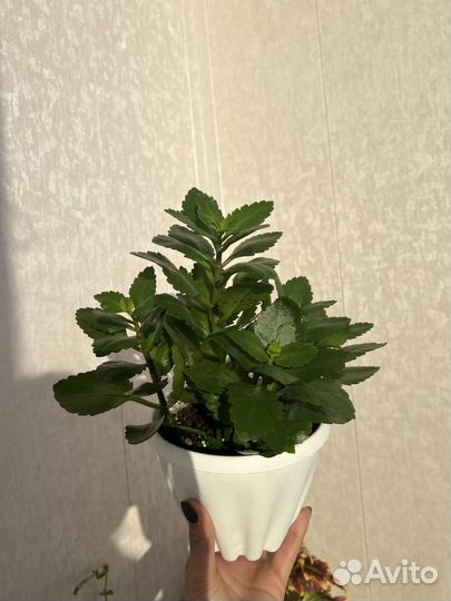 Каланхоэ цветущий