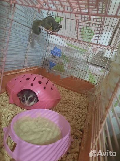 Белка Летяга