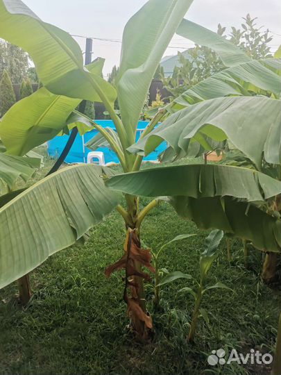 Банановые пальмы