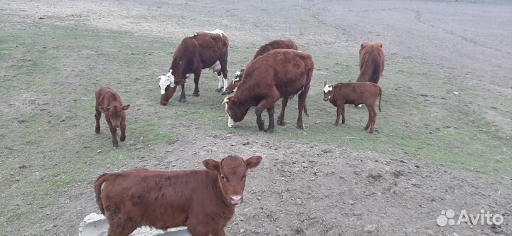 Корова с теленком