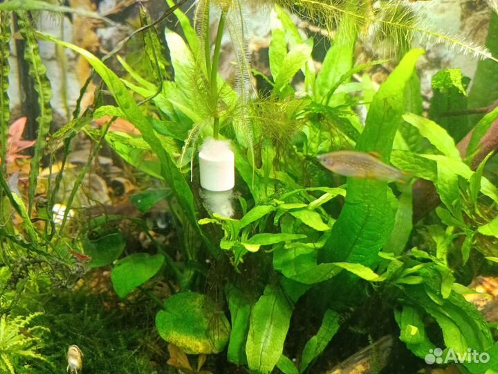 Растения аквариумные