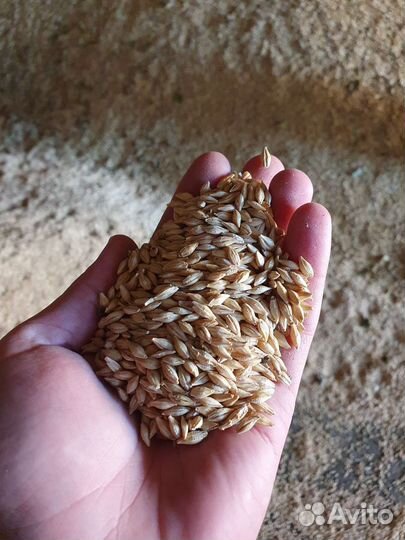 Зерно пшеница ячмень